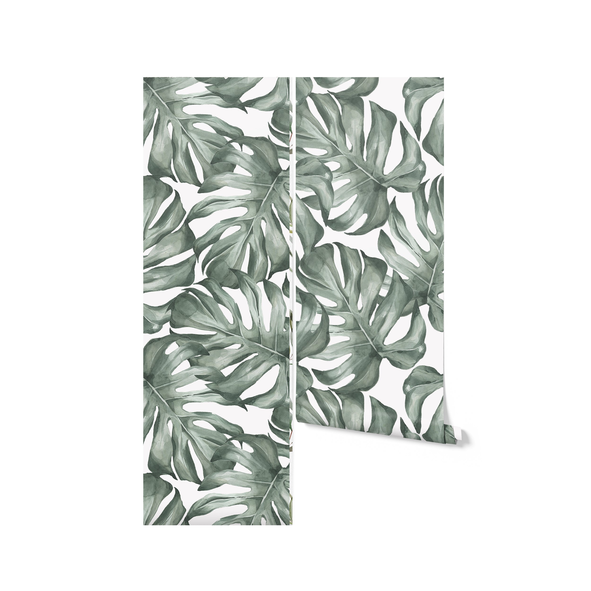 A rolled-up piece of Modern Monstera Wallpaper, highlighting the detailed watercolor monstera leaves ready to transform any room into a contemporary botanical haven with its soothing green palette.
