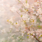 mpressionistic pastel cherry blossom mural in soft hues of pink and white