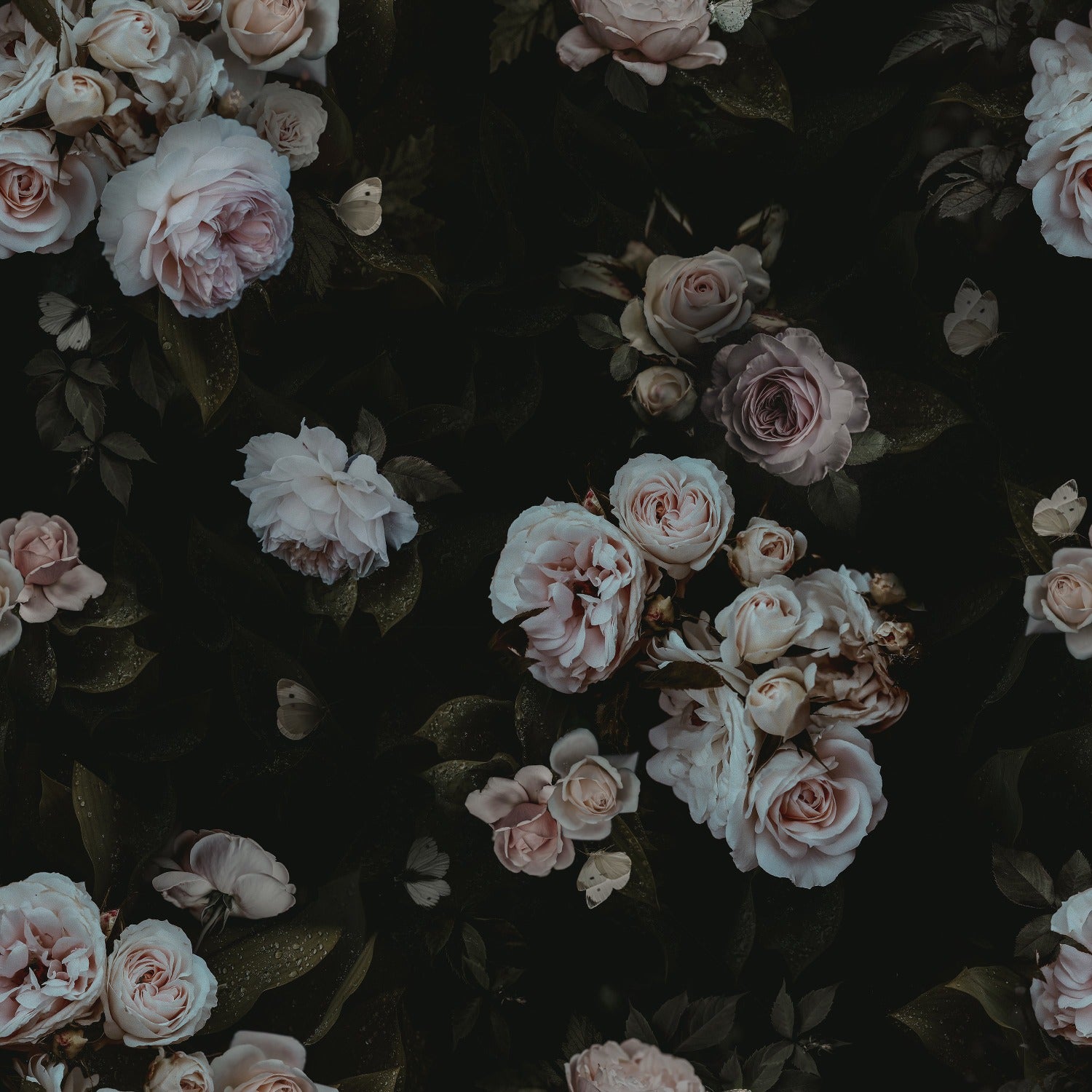 Close-up of the Dark Rose Wallpaper - 75", showcasing lush, detailed roses in shades of pale pink and cream with dark green foliage on a deep black background, creating a dramatic and romantic ambiance.